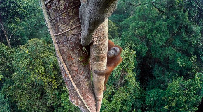 Un foto hecha con una GoPro se alza con el Wildlife Photographer of the Year