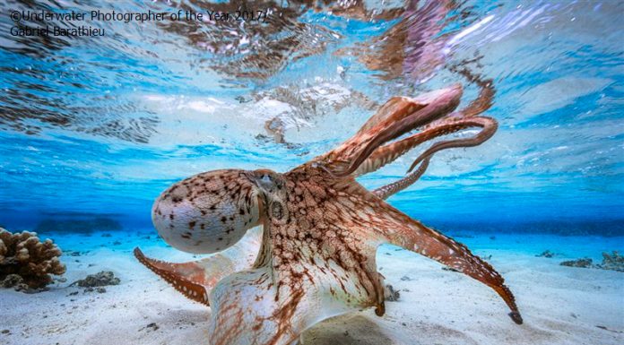 Underwater Photographer of the Year, las mejores imágenes submarinas del año