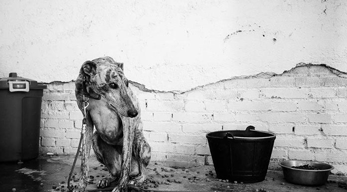 Porfolio: Curar al galgo, de Gerard Moret