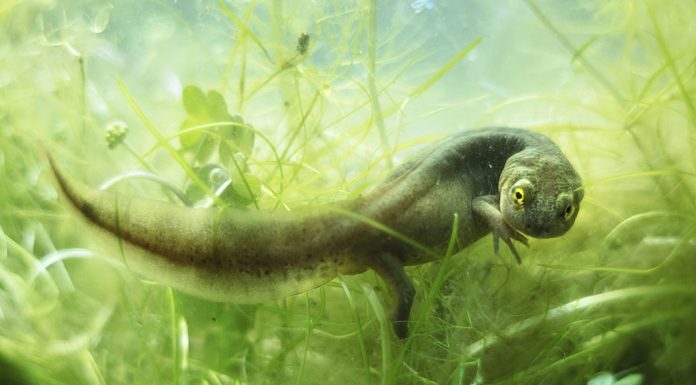 Montphoto entrega los premios de su edición más internacional