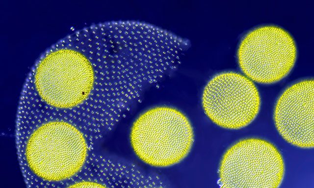Nikon Small World: las mejores fotos microscópicas del año