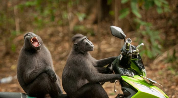 The Comedy Wildlife Photography Awards: las fotos de animales más divertidas del año