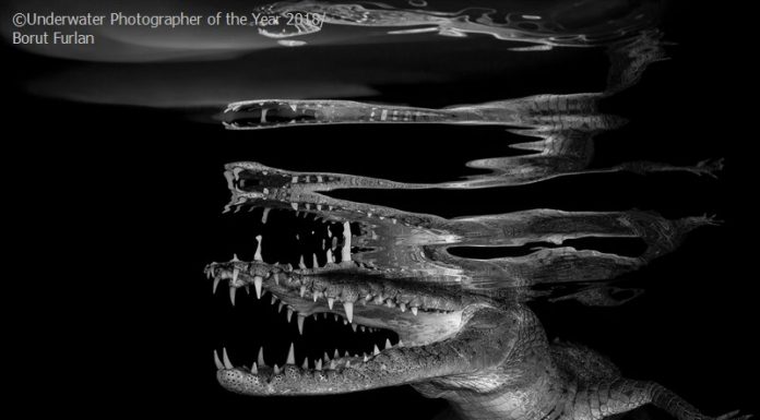 Las mejores fotografías submarinas en ‘Underwater Photographer of the Year’