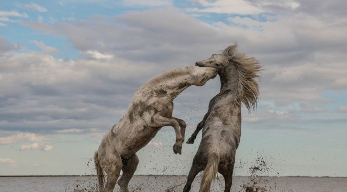 Las mejores fotografías de naturaleza del año según de The Nature Conservancy