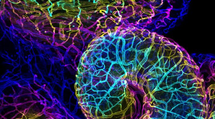 Las mejores fotografías macro del mundo se dan cita en los premios Nikon Small World