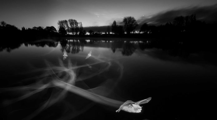 Estos son los ganadores de los premios British Wildlife Photographer of the Year