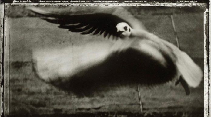 Sarah Moon, la fotógrafa de moda que cazó la mirada de una gaviota en pleno vuelo