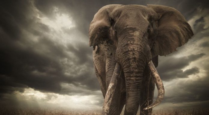 Descalificado el ganador de un concurso de foto de naturaleza por retocar demasiado las orejas de un elefante