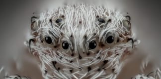 6-Javier-Ruperez-hairy-spider