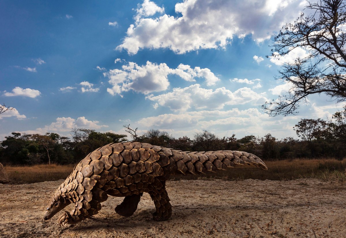 Brent Stirton SouthAfrica NaturalWorld Wildlife
