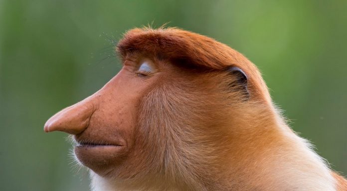 Wildlife Photographer of the Year: las mejores fotos de naturaleza salvaje de 2020 Mogens Trolle (Dinamarca) – Categoría retrato animal