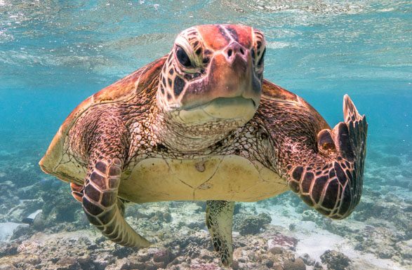 Comedy Wildlife Photo, el lado más divertido de la fotografía de animales Mark Fitzpatrick - Ganador absoluto y categoría Criaturas bajo el agua