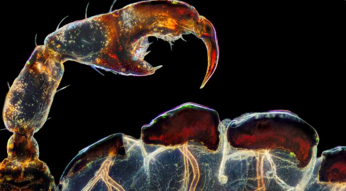 Nikon’s Small World: 47 años premiando la mejor fotografía microscópica 3-Hog-louse