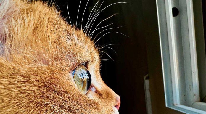 Apple busca las mejores fotografías macro hechas con los iPhone 13 Pro y Pro Max Apple_Shot-on-iphone-macro-challenge_Cat