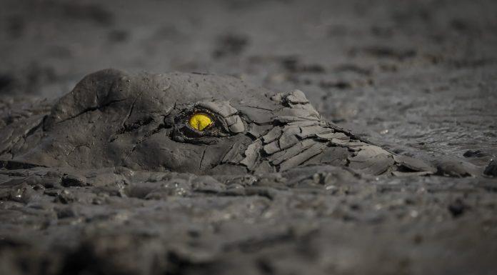 GOLD+©Jens+Cullmann_Danger+in+the+mud