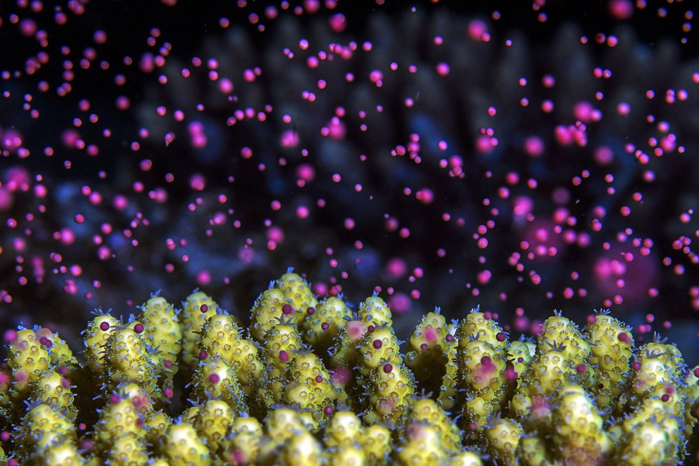 GOLD©Tom+Shlesinger_Underwater+colorful+snowstorm
