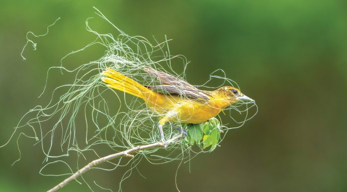 Aud_APA-2023_Baltimore-Oriole_A1_25252-2_Photo-Sandra-Rothenberg