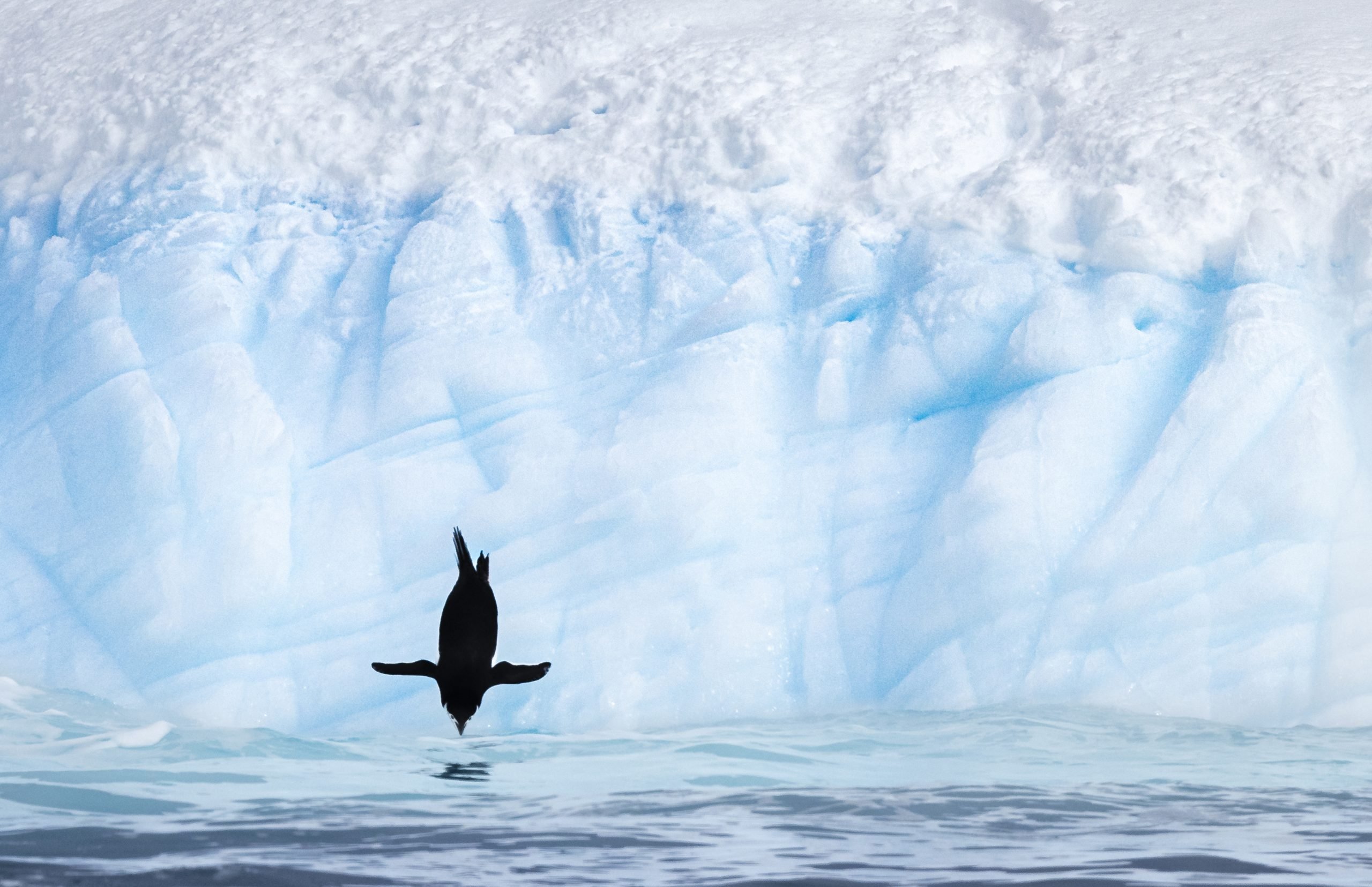 Aud_APA-2023_Chinstrap-Penguin_A0_25911-0_Photo-Karen-Blackwood