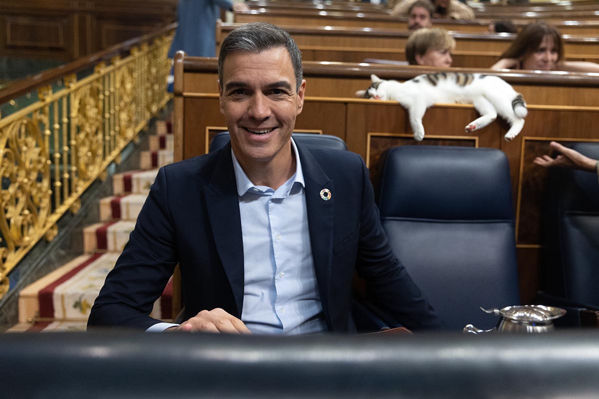 Pedro Sanchez – Gato IA