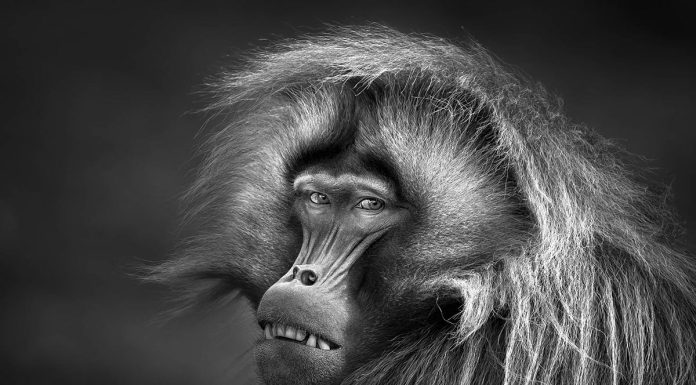 Black and White Photography Awards 2023