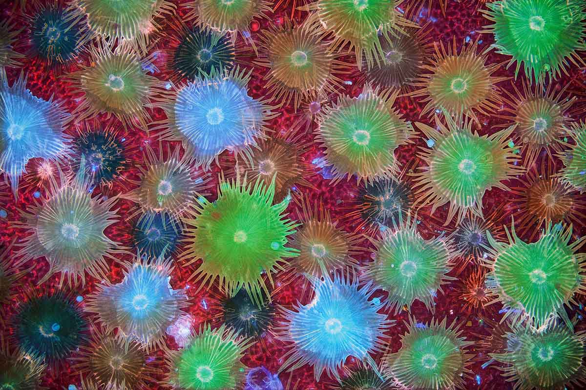 © Dr. David Maitland