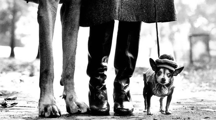 Cinco libros imprescindibles para recordar a Elliott Erwitt Elliott Erwitt perro