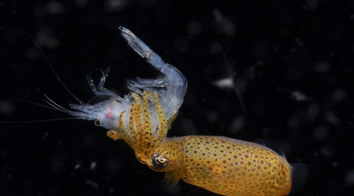 1st-Blackwater_Keigo_Kawamura_Squid hunting