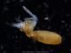 Las espectaculares fotos submarinas ganadoras del Ocean Art Underwater Photo Contest 1st-Blackwater_Keigo_Kawamura_Squid hunting