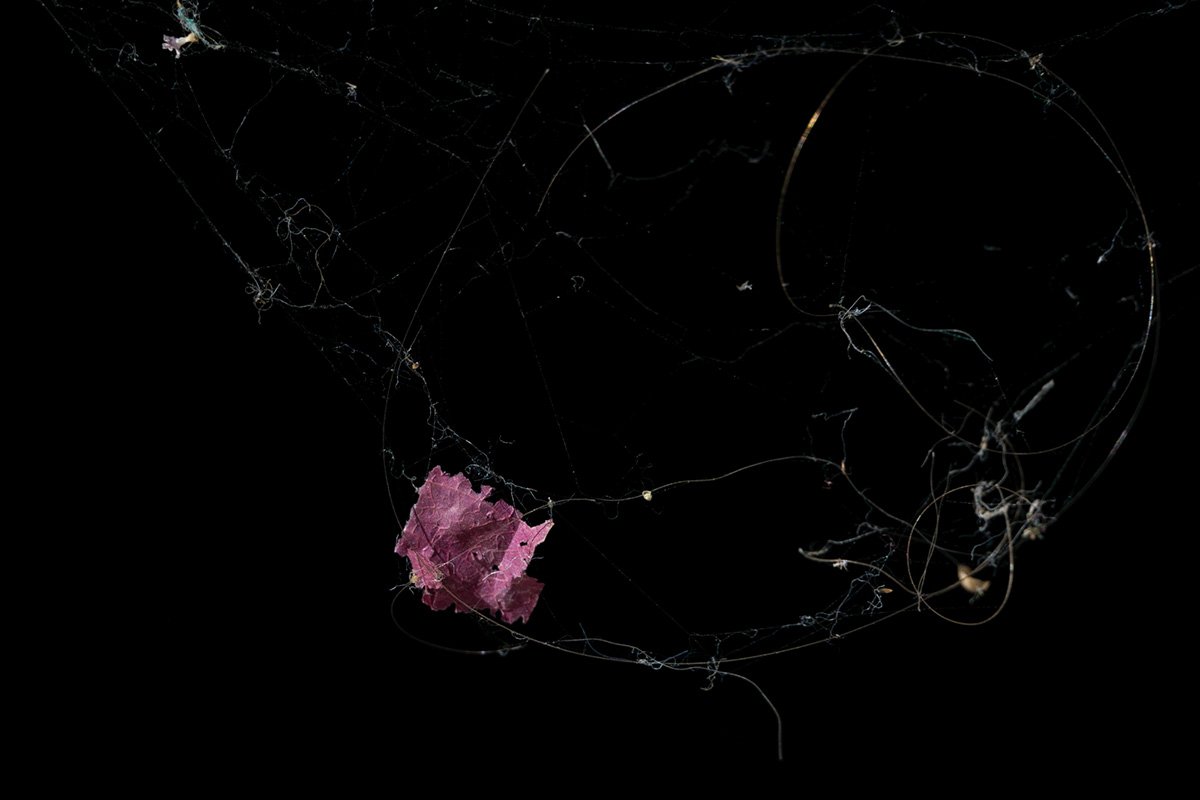 Eva Berler – Vida salvaje y naturaleza