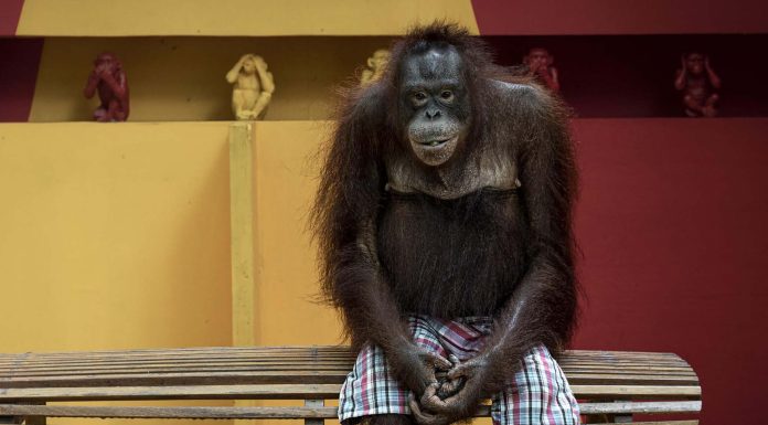 El concurso de fotografía de naturaleza que denuncia el maltrato animal en algunas atracciones turísticas © Aaron Gekoski – Portada