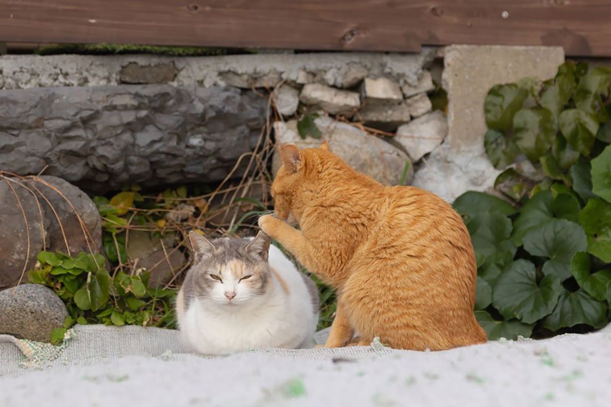 © Kenichi Morinaga 2