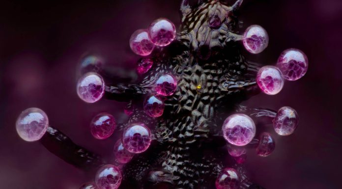 Más allá de lo que el ojo puede ver: la mejor fotografía microscópica del mundo se da cita en el certamen Nikon’s Small World Nikon's Small World 2024