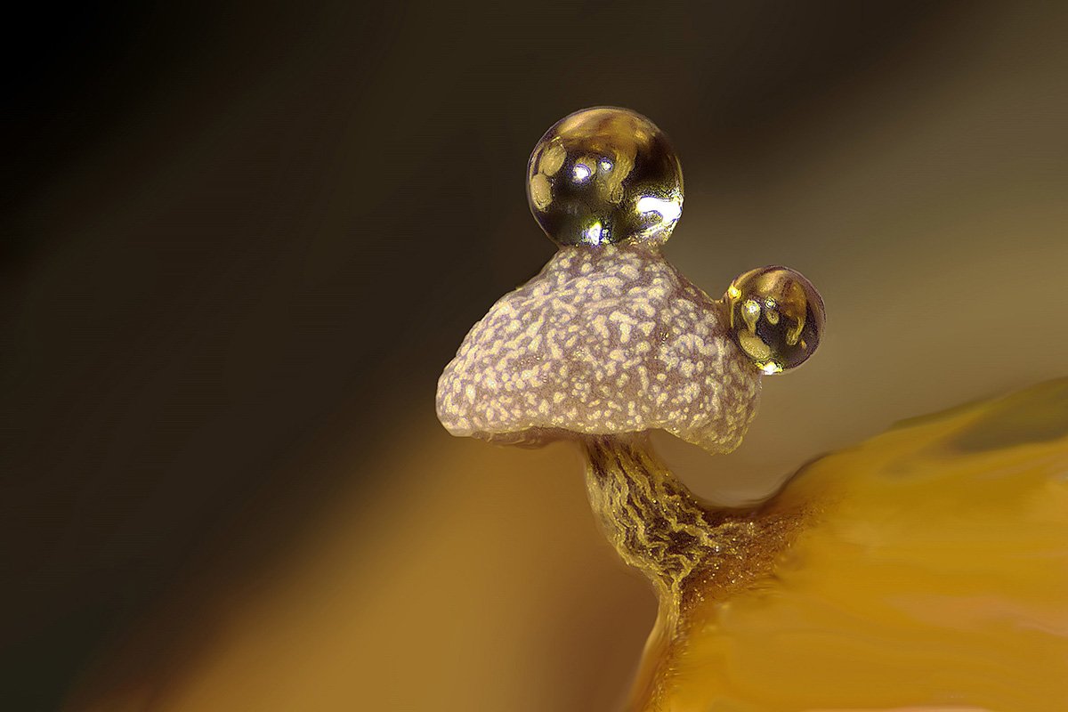 Nikon's Small World 2024