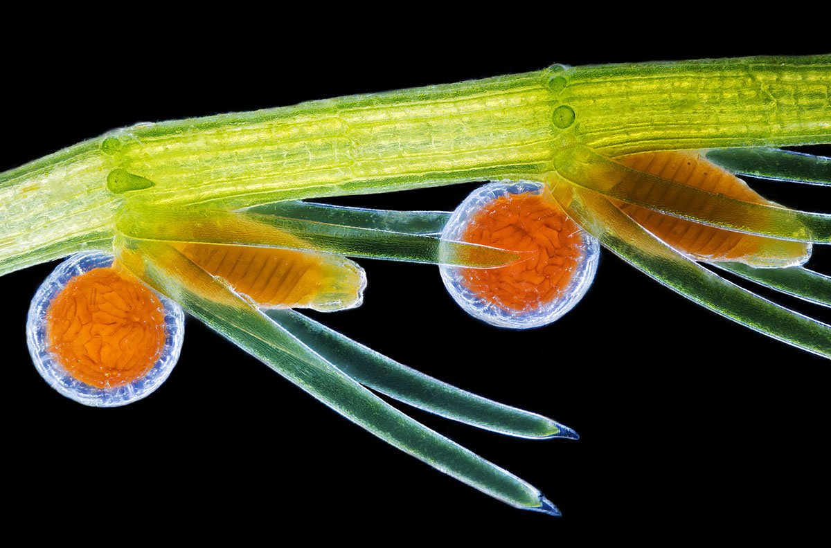 Nikon's Small World 2024