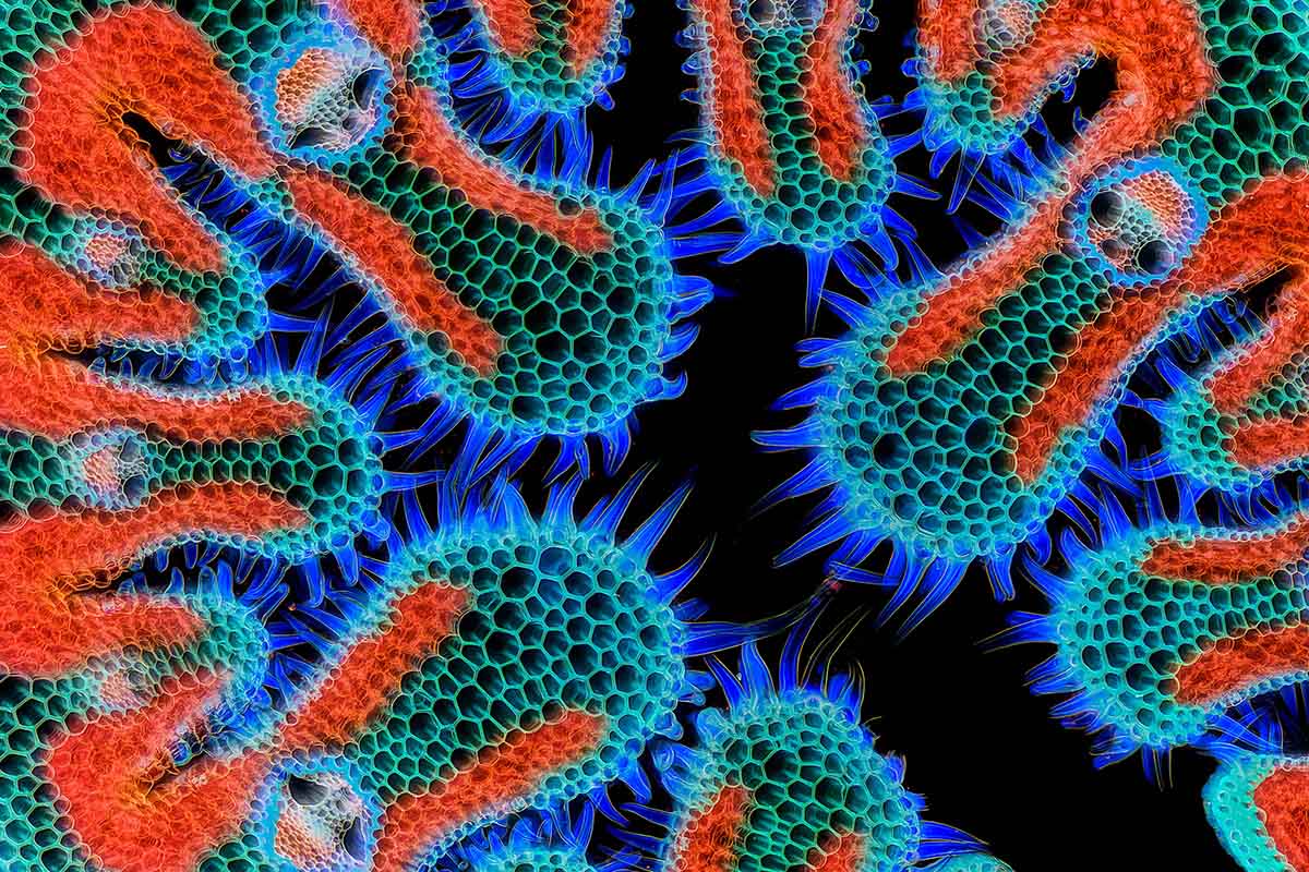 Nikon's Small World 2024