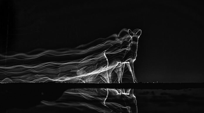 Una original foto nocturna de un corzo elegida como la mejor imagen de naturaleza del año en MontPhoto 2024 Concurso Internacional MontPhoto 2024