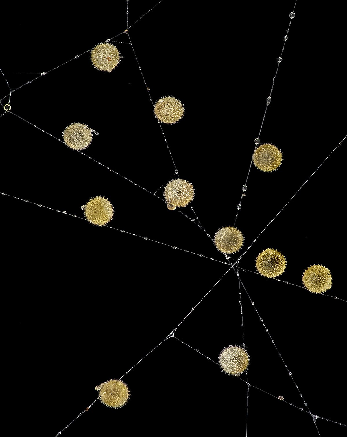 Nikon's Small World 2024