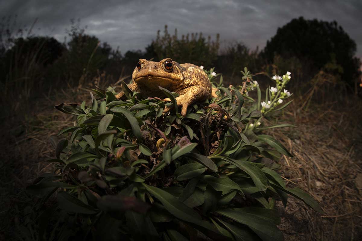 Concurso Internacional MontPhoto 2024