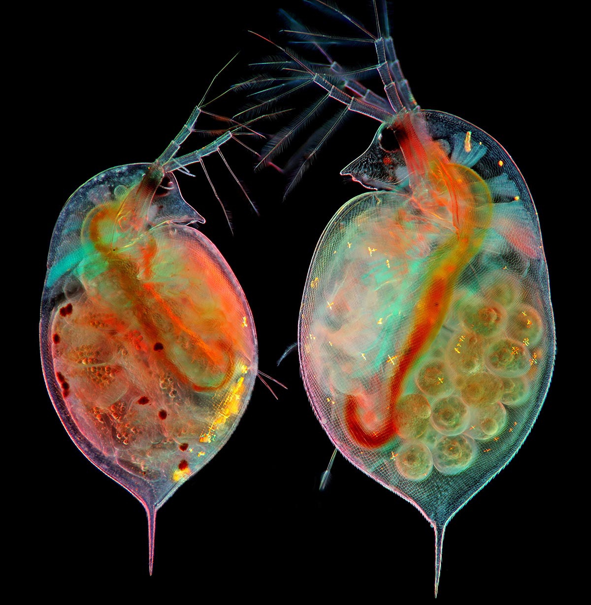 Nikon's Small World 2024