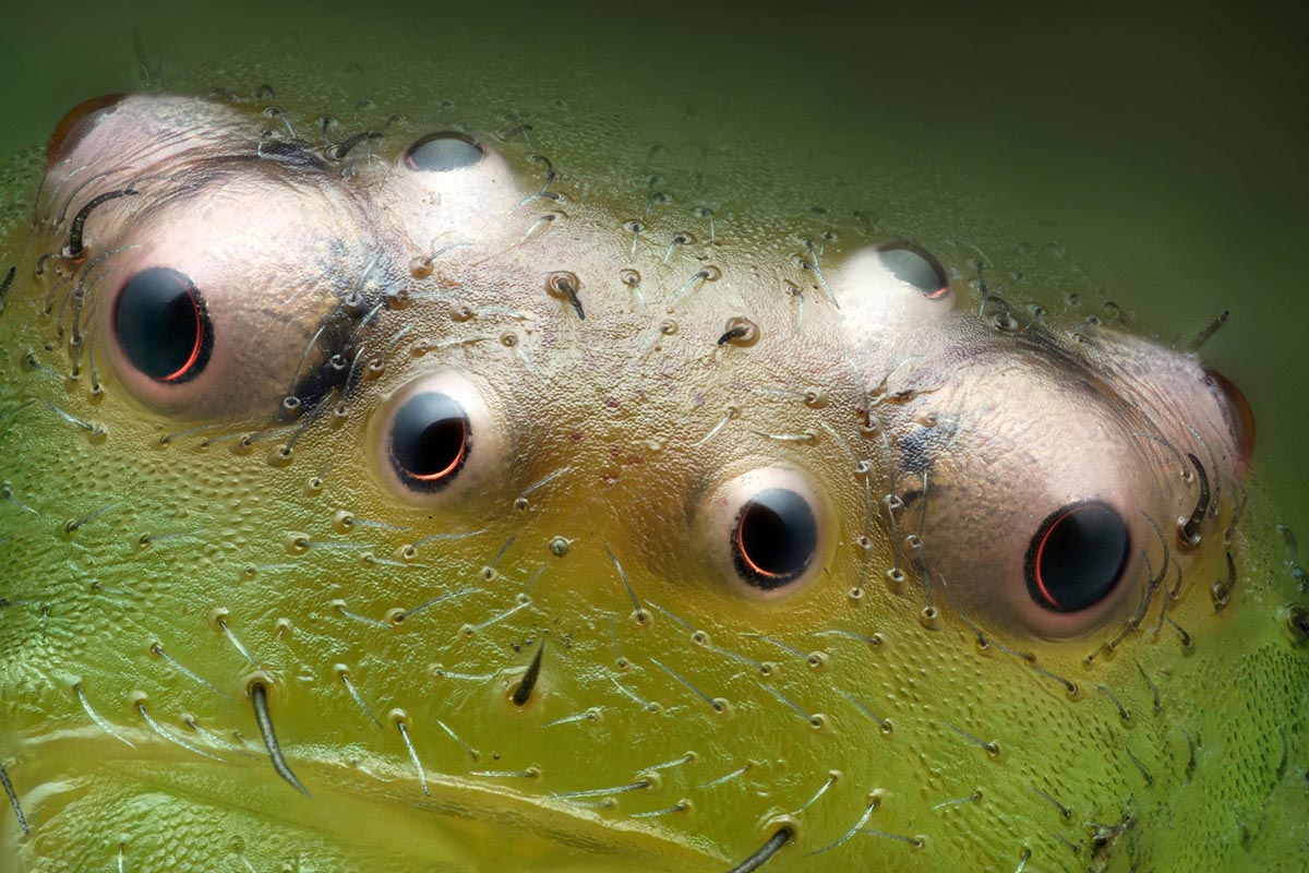 Nikon's Small World 2024