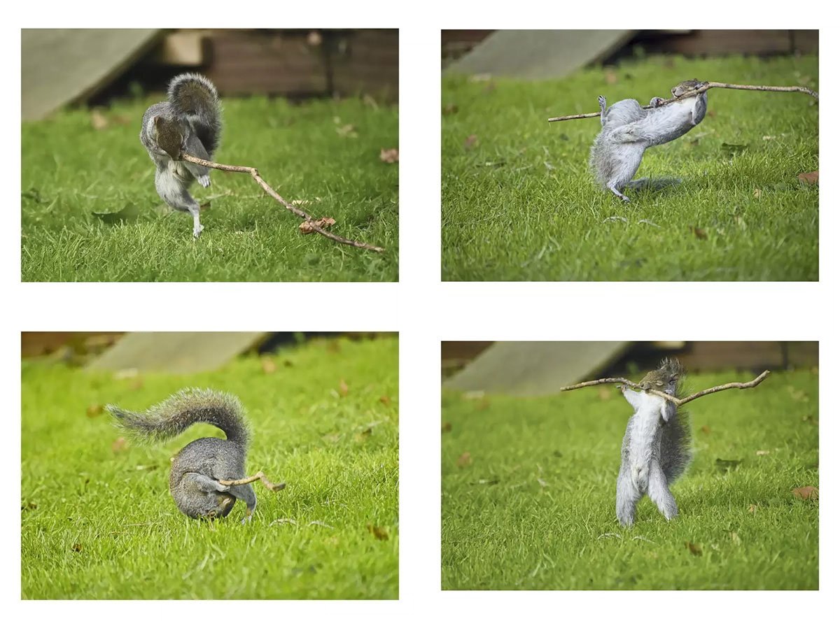 Nikon Comedy Wildlife Awards 2024