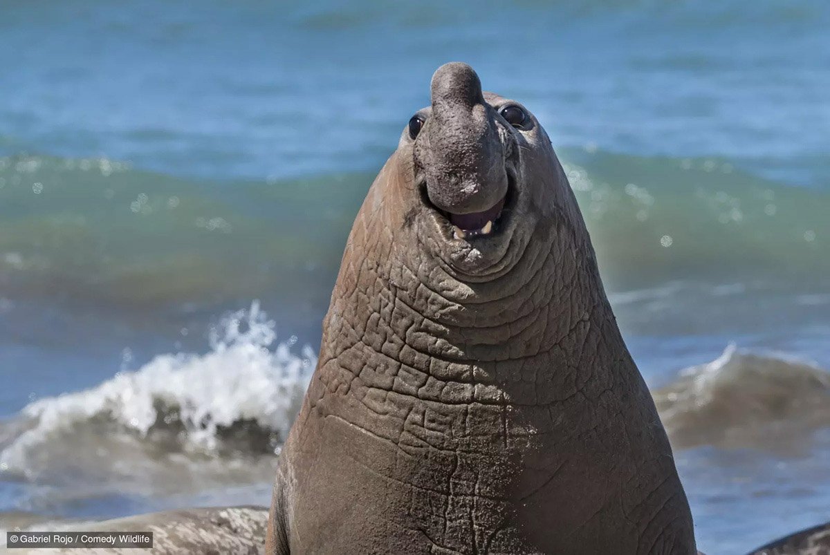 Nikon Comedy Wildlife Awards 2024