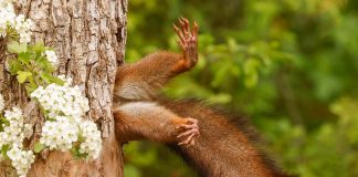 Nikon Comedy Wildlife Awards 2024