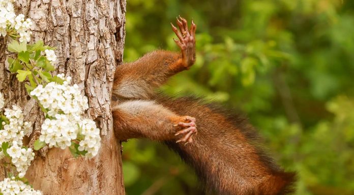 Nikon Comedy Wildlife Awards 2024