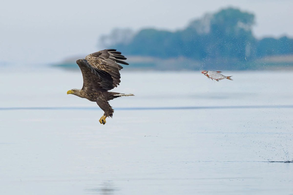 Nikon Comedy Wildlife Awards 2024