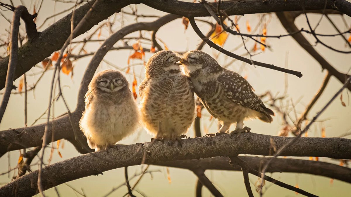 Nikon Comedy Wildlife Awards 2024