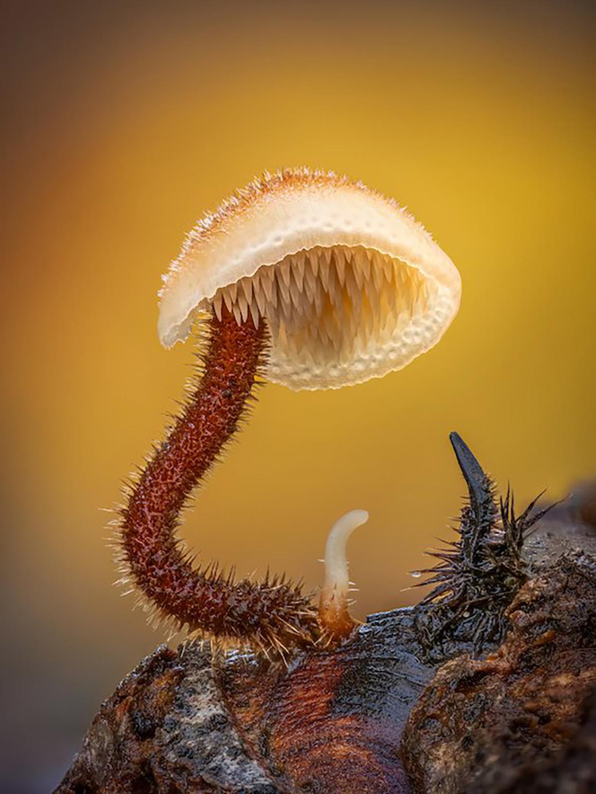 © Barry Webb