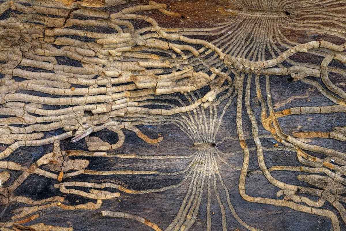 Galeries de larves de scolytes creusées sous l’écorce d’un arb