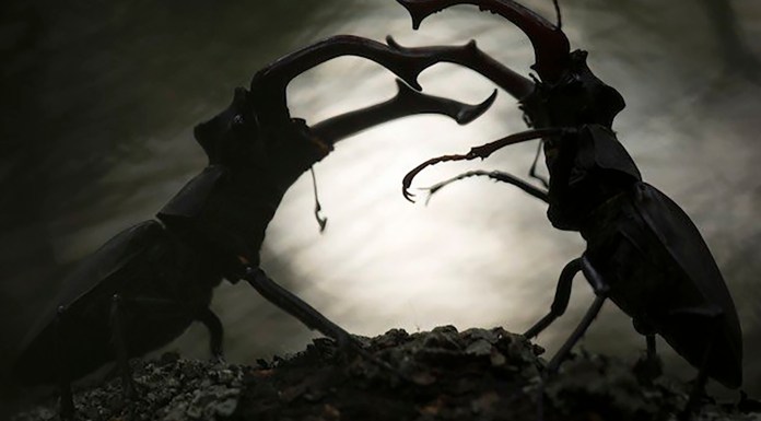 «Lucha de titanes» entre dos escarabajos: esta es la foto ganadora del concurso ‘Close-up Photographer of the Year’ © Svetlana Ivanenko Portada