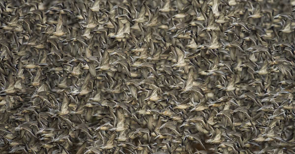 © Clive Burns – Pájaros